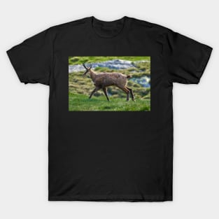 Male mountain goat T-Shirt